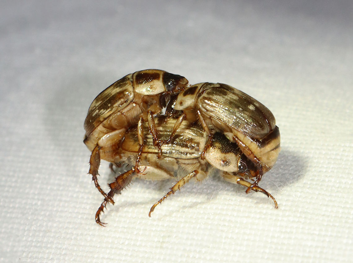 Oriental Beetle - Exomala orientalis There was a huge beetle orgy at my light last night. There were at least a hundred oriental beetles, and all were desperate to procreate. This poor lady had two fellas on her...one male was mating with the correct orifice, while the other was mating with her face.<br />
<br />
Habitat: Attracted to a 365 nm LED light; semi-rural area<br />
<figure class="photo"><a href="https://www.jungledragon.com/image/117500/oriental_beetle_-_exomala_orientalis.html" title="Oriental Beetle - Exomala orientalis"><img src="https://s3.amazonaws.com/media.jungledragon.com/images/3232/117500_thumb.jpg?AWSAccessKeyId=05GMT0V3GWVNE7GGM1R2&Expires=1767225610&Signature=JgNT0b%2BM7dyRR4Yl1%2FwLujBqgIU%3D" width="200" height="154" alt="Oriental Beetle - Exomala orientalis There was a huge beetle orgy at my light last night. There were at least a hundred oriental beetles, and all were desperate to procreate.<br />
<br />
Habitat: Attracted to a 365 nm LED light; semi-rural area<br />
https://www.jungledragon.com/image/117490/oriental_beetle_-_exomala_orientalis.html Exomala orientalis,Geotagged,Oriental beetle,Summer,United States" /></a></figure> Exomala,Exomala orientalis,Geotagged,Oriental beetle,Summer,United States,beetle