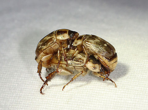 Oriental Beetle - Exomala orientalis There was a huge beetle orgy at my light last night. There were at least a hundred oriental beetles, and all were desperate to procreate. This poor lady had two fellas on her...one male was mating with the correct orifice, while the other was mating with her face.

Habitat: Attracted to a 365 nm LED light; semi-rural area
https://www.jungledragon.com/image/117500/oriental_beetle_-_exomala_orientalis.html Exomala,Exomala orientalis,Geotagged,Oriental beetle,Summer,United States,beetle