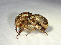 Oriental Beetle - Exomala orientalis There was a huge beetle orgy at my light last night. There were at least a hundred oriental beetles, and all were desperate to procreate. This poor lady had two fellas on her...one male was mating with the correct orifice, while the other was mating with her face.<br />
<br />
Habitat: Attracted to a 365 nm LED light; semi-rural area<br />
https://www.jungledragon.com/image/117500/oriental_beetle_-_exomala_orientalis.html Exomala,Exomala orientalis,Geotagged,Oriental beetle,Summer,United States,beetle