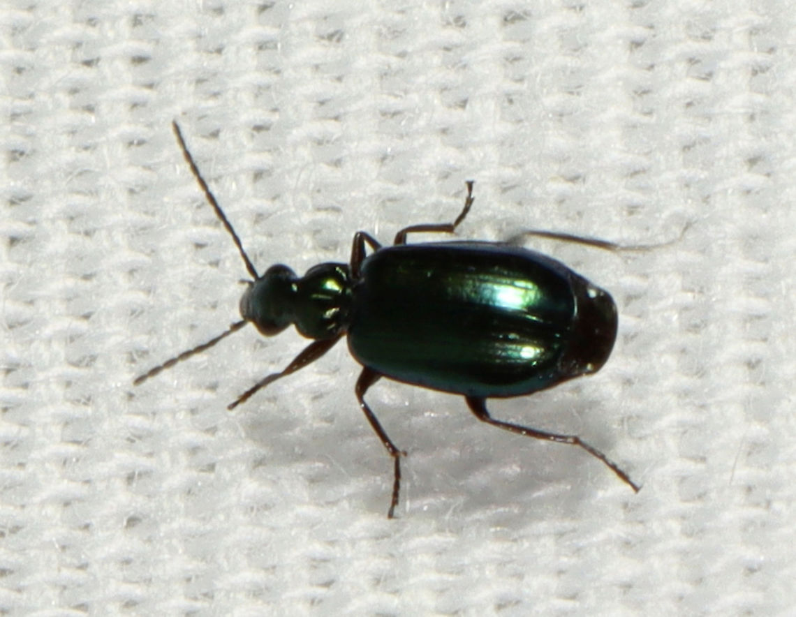 Lebia viridis ~5 mm long. Shiny green and gorgeous.<br />
<br />
Habitat: Semi-rural area; attracted to a 365 nm LED light Carabidae,Geotagged,Lebia,Lebia viridis,Summer,United States,beetle