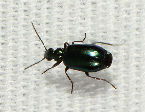 Lebia viridis ~5 mm long. Shiny green and gorgeous.

Habitat: Semi-rural area; attracted to a 365 nm LED light Carabidae,Geotagged,Lebia,Lebia viridis,Summer,United States,beetle