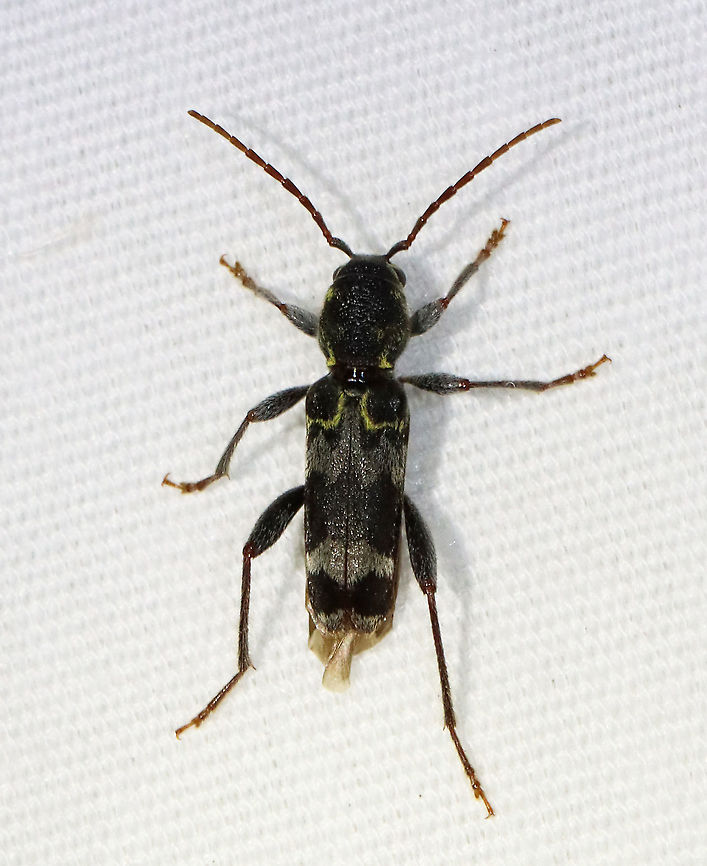 Rustic Borer - Xylotrechus colonus TL: ~12 mm. The larvae develop in nearly all eastern species of hardwood trees.<br />
<br />
Habitat: Attracted to a light in a semi-rural area. Geotagged,Rustic Borer,Summer,United States,Xylotrechus,Xylotrechus colonus,beetle,cerambycidae