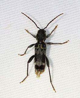 Rustic Borer - Xylotrechus colonus TL: ~12 mm. The larvae develop in nearly all eastern species of hardwood trees.

Habitat: Attracted to a light in a semi-rural area. Geotagged,Rustic Borer,Summer,United States,Xylotrechus,Xylotrechus colonus,beetle,cerambycidae