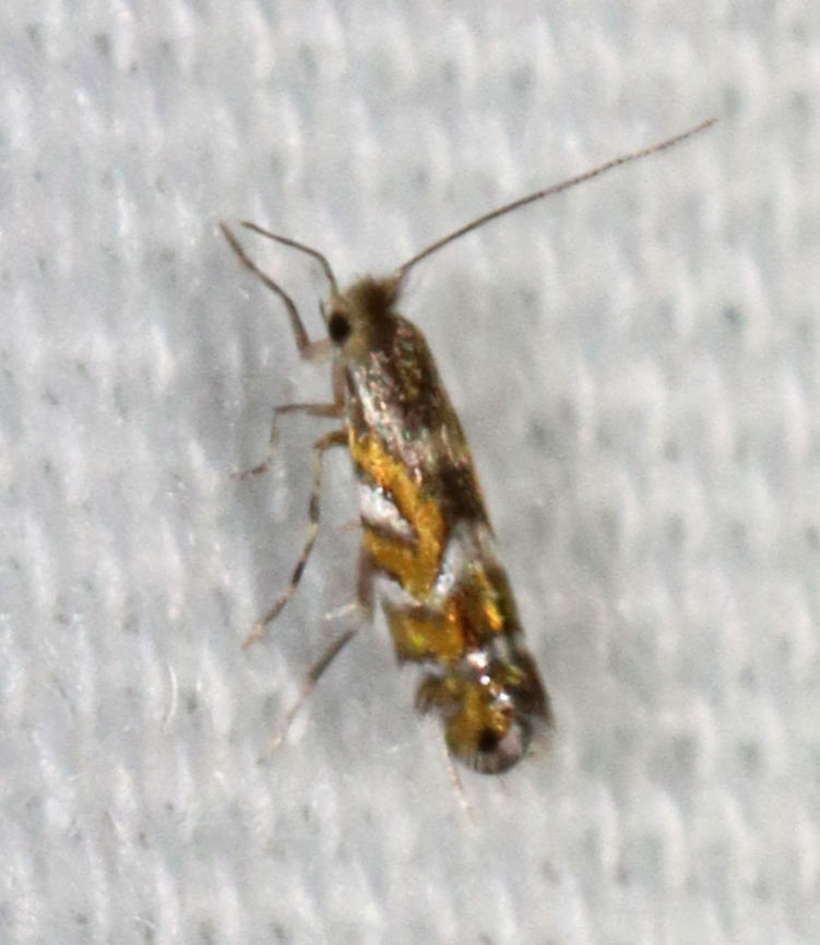 Black Locust Leafminer - Macrosaccus robiniella TL: 5 mm. Golden FW with angled, silvery lines. Black bar in median area and black apical spot. Host: Black locust. Status: Uncommon.<br />
<br />
Habitat: Attracted to an LED light (365 nm) in a semi-rural area.<br />
<br />
2021(112)<br />
 Black Locust Leafminer,Geotagged,Macrosaccus,Macrosaccus robiniella,Phyllonorycter,Summer,United States,leafminer,moth