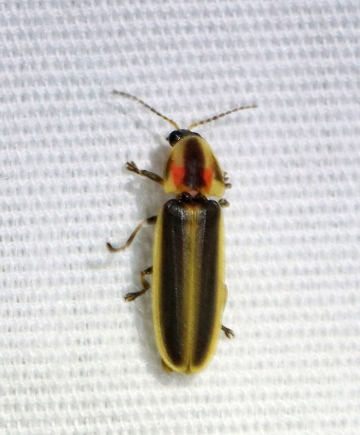 Beetle - Pyractomena sp. I'm not sure on the species yet. Maybe Pyractomena borealis?<br />
<br />
Habitat: Attracted to an LED light (365 nm) in a semi-rural area. Geotagged,Pyractomena,Summer,United States,beetle,lampyridae