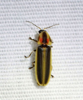 Beetle - Pyractomena sp. I'm not sure on the species yet. Maybe Pyractomena borealis?

Habitat: Attracted to an LED light (365 nm) in a semi-rural area. Geotagged,Pyractomena,Summer,United States,beetle,lampyridae
