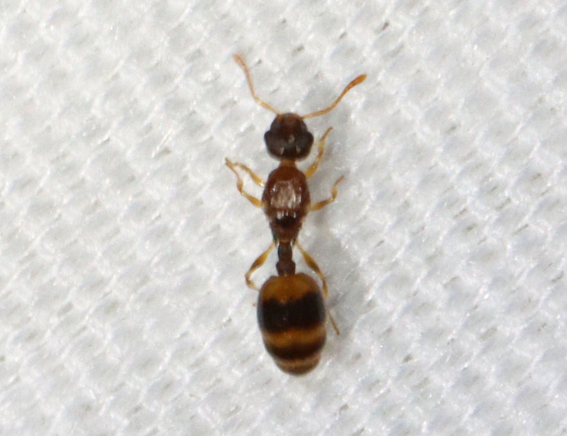 Acorn Ant - Temnothorax curvispinosus Habitat: Attracted to an LED light (365 nm) in a semi-rural area. Bent-spined Acorn Ant,Geotagged,Summer,Temnothorax,Temnothorax curvispinosus,United States,ant,formicidae