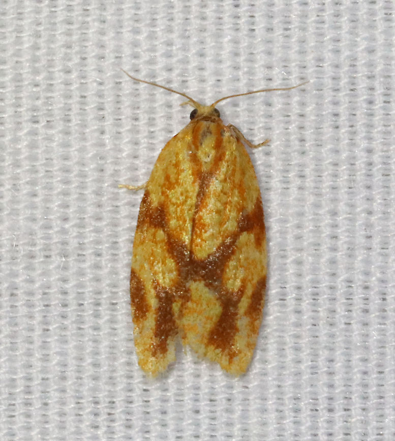 Sparganothis Fruitworm Moth - Sparganothis sulfureana Habitat: Attracted to an LED light (365 nm) in a semi-rural area.<br />
<br />
2021(113) Geotagged,Sparganothis,Sparganothis fruitworm moth,Sparganothis sulfureana,Summer,Tortricidae,United States,leafroller,moth