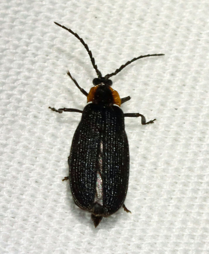 Eropterus trilineatus? *Tentative ID<br />
<br />
Habitat: Attracted to an LED light (365 nm) in a semi-rural area.<br />
 Eropterus,Eropterus trilineatus,Geotagged,Lycidae,Summer,United States,beetle