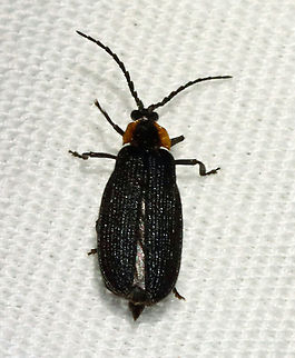 Eropterus trilineatus? *Tentative ID

Habitat: Attracted to an LED light (365 nm) in a semi-rural area.
 Eropterus,Eropterus trilineatus,Geotagged,Lycidae,Summer,United States,beetle