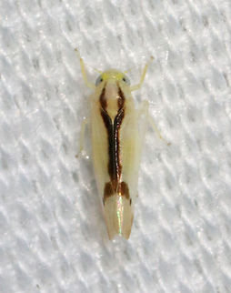 Leafhopper - Ossiannilssonola phryne Habitat: Attracted to an LED light (365 nm) in a semi-rural area.
 Cicadellidae,Geotagged,Ossiannilssonola,Ossiannilssonola phryne,Summer,United States,leafhopper