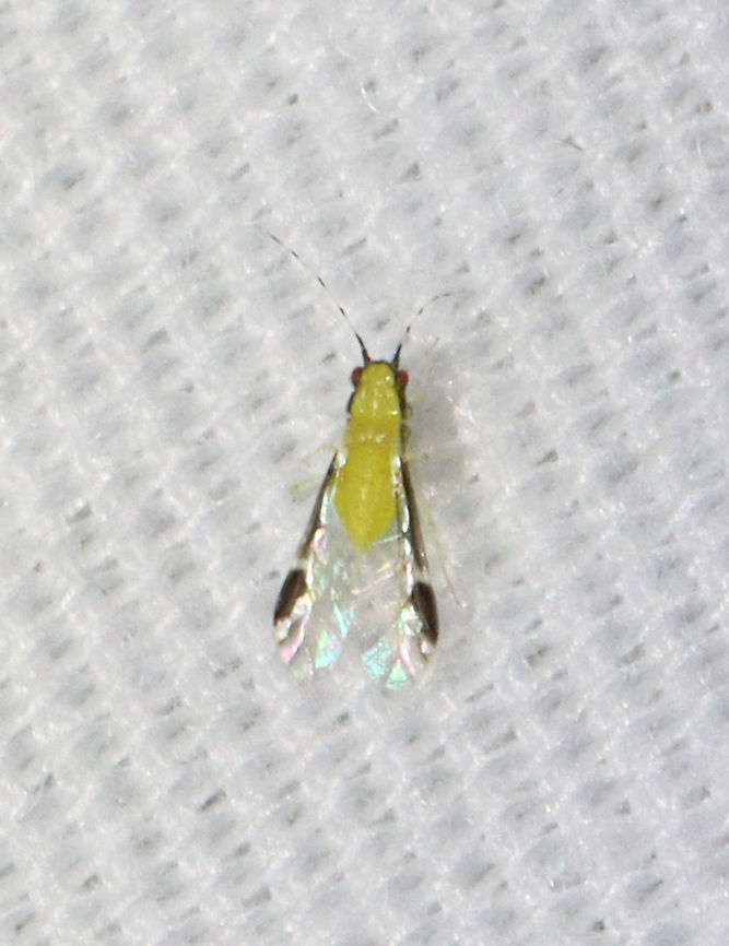 Blackmargined Pecan Aphid - Monellia caryella TL: ~2 mm.<br />
<br />
Habitat: Attracted to an LED light (365 nm) in a semi-rural area.<br />
 Blackmargined Pecan Aphid,Geotagged,Monellia,Monellia caryella,Summer,United States,aphid