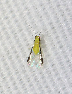 Blackmargined Pecan Aphid