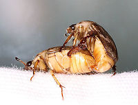 Oriental Beetle - Exomala orientalis There was a huge beetle orgy at my light last night. There were at least a hundred oriental beetles, and all were desperate to procreate.<br />
<br />
Habitat: Attracted to a 365 nm LED light; semi-rural area<br />
https://www.jungledragon.com/image/117490/oriental_beetle_-_exomala_orientalis.html Exomala orientalis,Geotagged,Oriental beetle,Summer,United States