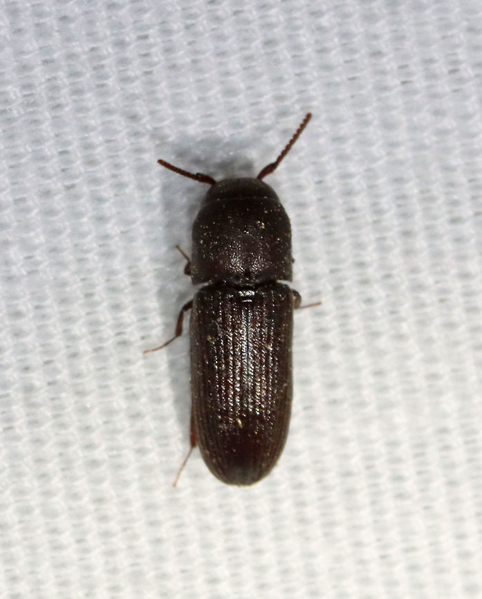 Stethon pectorosus Habitat: Attracted to an LED light (365 nm) in a semi-rural area.<br />
 Geotagged,Stethon,Stethon pectorosus,Summer,United States,beetle