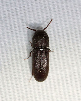 Stethon pectorosus Habitat: Attracted to an LED light (365 nm) in a semi-rural area.
 Geotagged,Stethon,Stethon pectorosus,Summer,United States,beetle