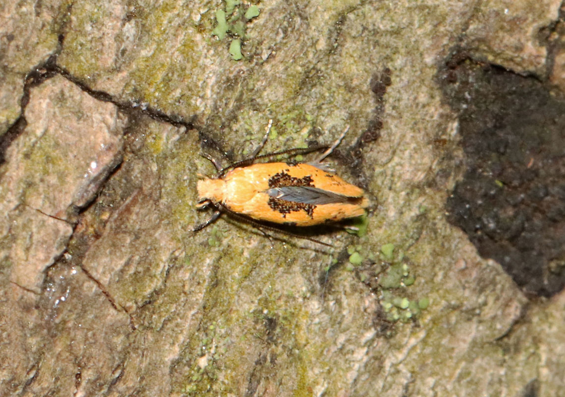 Yellow Wave Moth - Hybroma servulella TL: ~5 mm. Yellow FW with dark brown patch along inner margin, costa, and in ST area. Status: Uncommon<br />
<br />
Habitat: I found this moth hopping around on a rotting log; Adirondack Mountains  -- I&#039;m not sure what the exact location was because we were mountain hiking.<br />
<br />
*The Adirondack mountains are located in northeastern New York and contains more than 6 million acres of forests, including mountains, wetlands, and old-growth forests. Geotagged,Hybroma,Hybroma servulella,Summer,United States,Yellow Wave Moth,moth,yellow wave moth