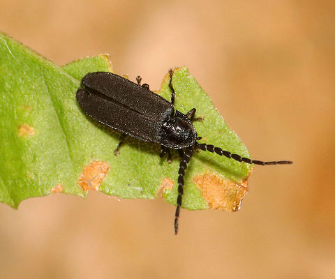 Black Firefly - Family Lampyridae, Lucidota atra? I think this beetle is in the family Lampyridae, but am not totally sure. Tentative ID is Lucidota atra.

Habitat:  Adirondack Mountains -- I'm not sure what the exact location was because we were mountain hiking.

*The Adirondack mountains are located in northeastern New York and contains more than 6 million acres of forests, including mountains, wetlands, and old-growth forests.
 Adirondacks,Black firefly,Geotagged,Lucidota atra,Summer,United States,beetle