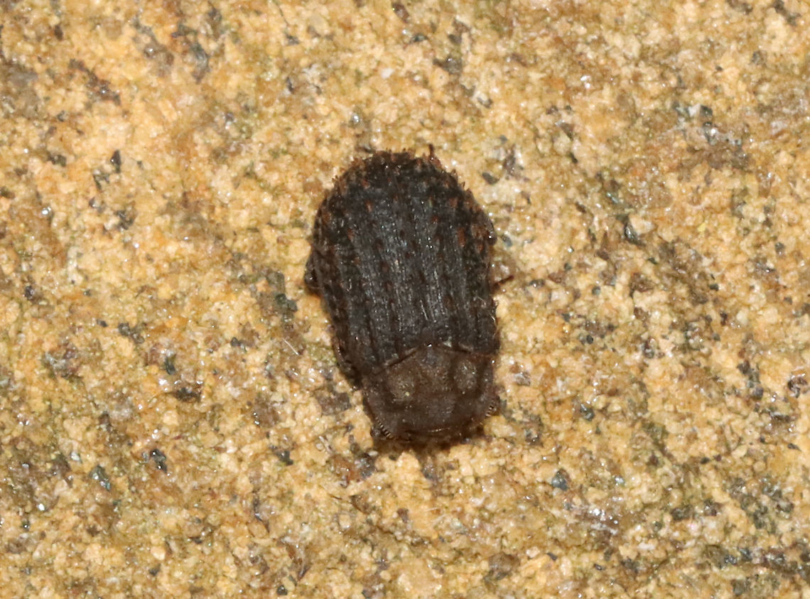 Trox scaber *Tentative ID. This beetle was dead, so I brought it home with me and will confirm the ID by microscopy.<br />
<br />
Habitat: Adirondack Mountains -- I'm not sure what the exact location was because we were mountain hiking.<br />
<br />
*The Adirondack mountains are located in northeastern New York and contains more than 6 million acres of forests, including mountains, wetlands, and old-growth forests. Geotagged,Summer,Trogidae,Trox,Trox scaber,United States,beetle