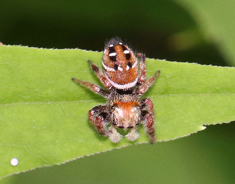 Whitman's Jumping Spider - Phidippus whitmani Habitat: Adirondack Mountains -- I'm not sure what the exact location was because we were mountain hiking.

*The Adirondack mountains are located in northeastern New York and contains more than 6 million acres of forests, including mountains, wetlands, and old-growth forests.

*The white dot on the leaf might be an insect egg?  Geotagged,Phidippus,Phidippus whitmani,Salticidae,Summer,United States,Whitman's Jumping Spider,jumping spider,spider