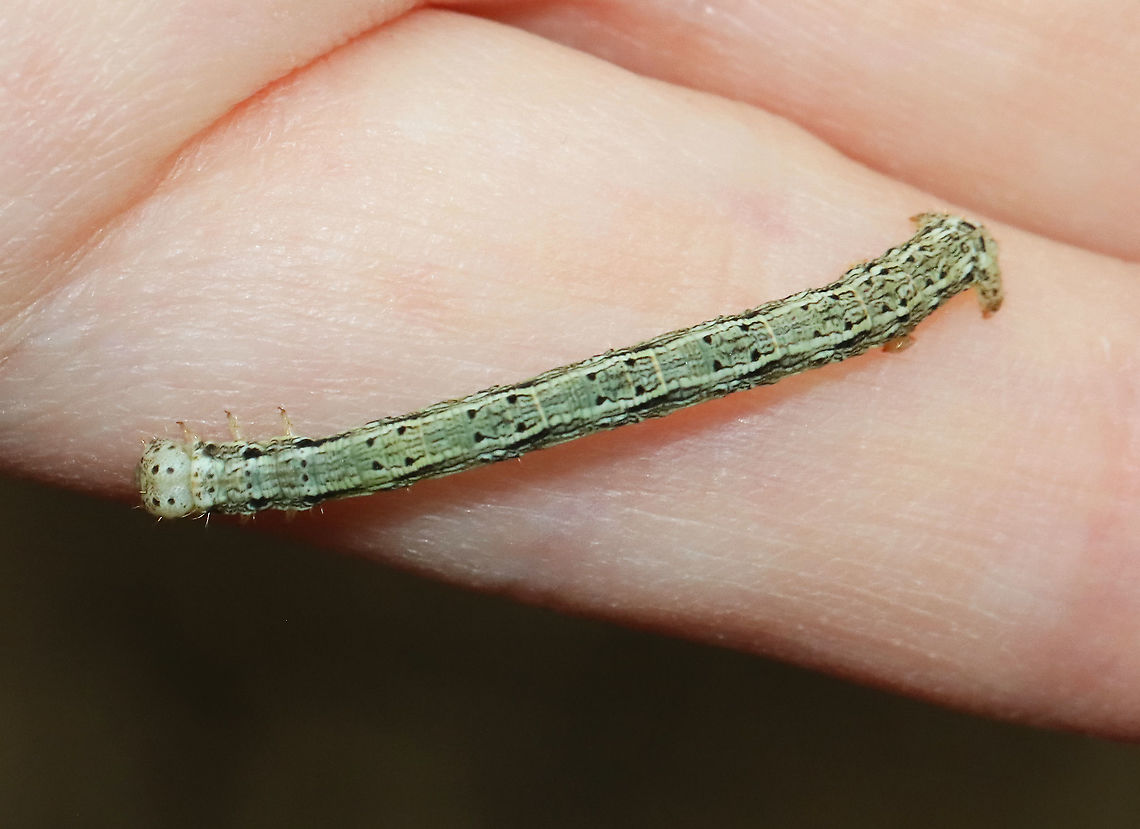 Hemlock Looper Caterpillar - Lambdina fiscellaria Habitat: Adirondack Mountains -- I&#039;m not sure what the exact location was because we were mountain hiking.<br />
<br />
*The Adirondack mountains are located in northeastern New York and contains more than 6 million acres of forests, including mountains, wetlands, and old-growth forests.<br />
<figure class="photo"><a href="https://www.jungledragon.com/image/117686/hemlock_looper_caterpillar_-_lambdina_fiscellaria.html" title="Hemlock Looper Caterpillar - Lambdina fiscellaria"><img src="https://s3.amazonaws.com/media.jungledragon.com/images/3232/117686_thumb.jpg?AWSAccessKeyId=05GMT0V3GWVNE7GGM1R2&Expires=1767225610&Signature=HmwQ6M9deck95maFCzRkSUHDxGM%3D" width="200" height="140" alt="Hemlock Looper Caterpillar - Lambdina fiscellaria Habitat: Adirondack Mountains -- I&#039;m not sure what the exact location was because we were mountain hiking.<br />
<br />
*The Adirondack mountains are located in northeastern New York and contains more than 6 million acres of forests, including mountains, wetlands, and old-growth forests.<br />
https://www.jungledragon.com/image/117685/hemlock_looper_caterpillar_-_lambdina_fiscellaria.html Geotagged,Hemlock Looper Moth,Lambdina fiscellaria,Summer,United States,caterpillar,larva" /></a></figure> Geotagged,Hemlock Looper Moth,Lambdina,Lambdina fiscellaria,Summer,United States,caterpillar