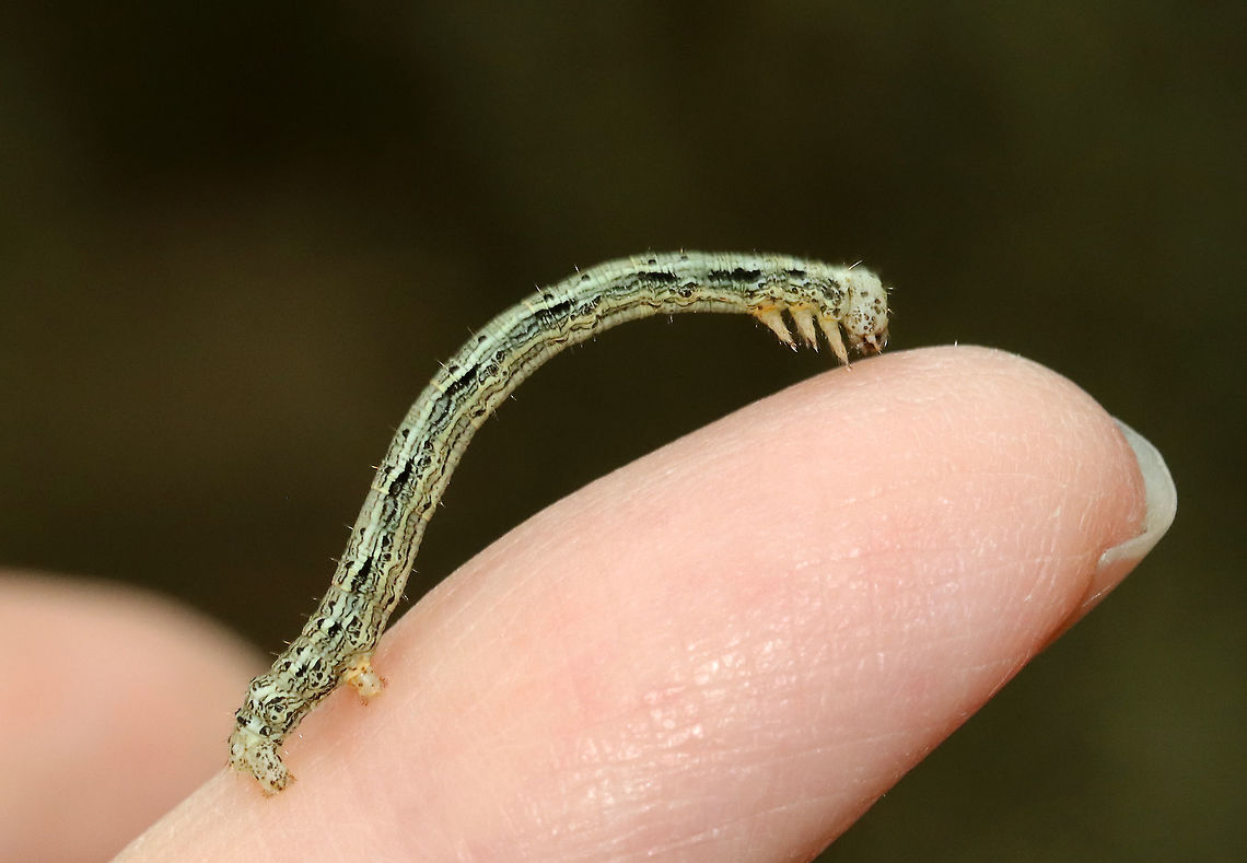 Hemlock Looper Caterpillar - Lambdina fiscellaria Habitat: Adirondack Mountains -- I&#039;m not sure what the exact location was because we were mountain hiking.<br />
<br />
*The Adirondack mountains are located in northeastern New York and contains more than 6 million acres of forests, including mountains, wetlands, and old-growth forests.<br />
<figure class="photo"><a href="https://www.jungledragon.com/image/117685/hemlock_looper_caterpillar_-_lambdina_fiscellaria.html" title="Hemlock Looper Caterpillar - Lambdina fiscellaria"><img src="https://s3.amazonaws.com/media.jungledragon.com/images/3232/117685_thumb.jpg?AWSAccessKeyId=05GMT0V3GWVNE7GGM1R2&Expires=1759968010&Signature=wDfq1RsY3a8vMvdtRYHMmM4wUPc%3D" width="200" height="146" alt="Hemlock Looper Caterpillar - Lambdina fiscellaria Habitat: Adirondack Mountains -- I&#039;m not sure what the exact location was because we were mountain hiking.<br />
<br />
*The Adirondack mountains are located in northeastern New York and contains more than 6 million acres of forests, including mountains, wetlands, and old-growth forests.<br />
https://www.jungledragon.com/image/117686/hemlock_looper_caterpillar_-_lambdina_fiscellaria.html Geotagged,Hemlock Looper Moth,Lambdina,Lambdina fiscellaria,Summer,United States,caterpillar" /></a></figure> Geotagged,Hemlock Looper Moth,Lambdina fiscellaria,Summer,United States,caterpillar,larva