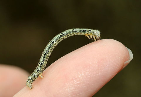 Hemlock Looper Caterpillar - Lambdina fiscellaria Habitat: Adirondack Mountains -- I'm not sure what the exact location was because we were mountain hiking.

*The Adirondack mountains are located in northeastern New York and contains more than 6 million acres of forests, including mountains, wetlands, and old-growth forests.
https://www.jungledragon.com/image/117685/hemlock_looper_caterpillar_-_lambdina_fiscellaria.html Geotagged,Hemlock Looper Moth,Lambdina fiscellaria,Summer,United States,caterpillar,larva