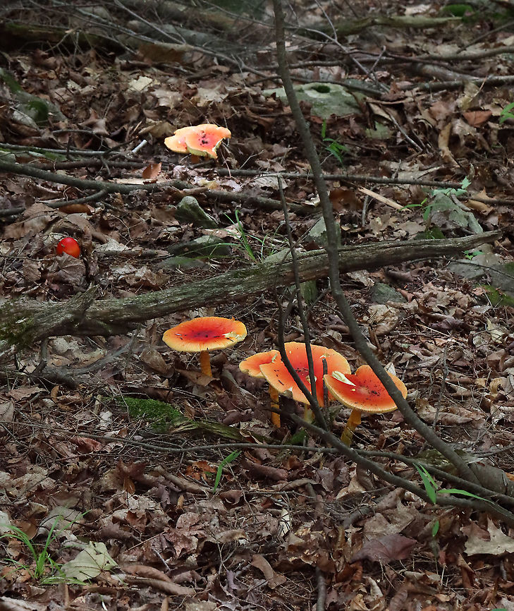Amanita jacksonii Habitat: Adirondack Mountains -- I&#039;m not sure what the exact location was because we were mountain hiking.<br />
<br />
*The Adirondack mountains are located in northeastern New York and contains more than 6 million acres of forests, including mountains, wetlands, and old-growth forests.<br />
<figure class="photo"><a href="https://www.jungledragon.com/image/117693/amanita_jacksonii.html" title="Amanita jacksonii"><img src="https://s3.amazonaws.com/media.jungledragon.com/images/3232/117693_thumb.jpg?AWSAccessKeyId=05GMT0V3GWVNE7GGM1R2&Expires=1769040010&Signature=oXxhFIkuLQpWA9wtAlgz0wwe%2Bxo%3D" width="126" height="152" alt="Amanita jacksonii Habitat: Adirondack Mountains -- I&#039;m not sure what the exact location was because we were mountain hiking.<br />
<br />
*The Adirondack mountains are located in northeastern New York and contains more than 6 million acres of forests, including mountains, wetlands, and old-growth forests.<br />
https://www.jungledragon.com/image/117693/amanita_jacksonii.html<br />
https://www.jungledragon.com/image/117691/amanita_jacksonii.html<br />
https://www.jungledragon.com/image/117689/amanita_jacksonii.html<br />
https://www.jungledragon.com/image/117690/amanita_jacksonii.html<br />
https://www.jungledragon.com/image/117692/amanita_jacksonii.html Amanita jacksonii,Geotagged,Summer,United States" /></a></figure><br />
<figure class="photo"><a href="https://www.jungledragon.com/image/117691/amanita_jacksonii.html" title="Amanita jacksonii"><img src="https://s3.amazonaws.com/media.jungledragon.com/images/3232/117691_thumb.jpg?AWSAccessKeyId=05GMT0V3GWVNE7GGM1R2&Expires=1769040010&Signature=S7lt3jmRkVBISGSkidSJavXd1h4%3D" width="106" height="152" alt="Amanita jacksonii Habitat: Adirondack Mountains -- I&#039;m not sure what the exact location was because we were mountain hiking.<br />
<br />
*The Adirondack mountains are located in northeastern New York and contains more than 6 million acres of forests, including mountains, wetlands, and old-growth forests.<br />
https://www.jungledragon.com/image/117693/amanita_jacksonii.html<br />
https://www.jungledragon.com/image/117691/amanita_jacksonii.html<br />
https://www.jungledragon.com/image/117689/amanita_jacksonii.html<br />
https://www.jungledragon.com/image/117690/amanita_jacksonii.html<br />
https://www.jungledragon.com/image/117692/amanita_jacksonii.html Amanita jacksonii,Geotagged,Summer,United States" /></a></figure><br />
<figure class="photo"><a href="https://www.jungledragon.com/image/117689/amanita_jacksonii.html" title="Amanita jacksonii"><img src="https://s3.amazonaws.com/media.jungledragon.com/images/3232/117689_thumb.jpg?AWSAccessKeyId=05GMT0V3GWVNE7GGM1R2&Expires=1769040010&Signature=YeXoMVde6A0n75d1PJeBfy6cebI%3D" width="102" height="152" alt="Amanita jacksonii Habitat: Adirondack Mountains -- I&#039;m not sure what the exact location was because we were mountain hiking.<br />
<br />
*The Adirondack mountains are located in northeastern New York and contains more than 6 million acres of forests, including mountains, wetlands, and old-growth forests.<br />
https://www.jungledragon.com/image/117693/amanita_jacksonii.html<br />
https://www.jungledragon.com/image/117691/amanita_jacksonii.html<br />
https://www.jungledragon.com/image/117689/amanita_jacksonii.html<br />
https://www.jungledragon.com/image/117690/amanita_jacksonii.html<br />
https://www.jungledragon.com/image/117692/amanita_jacksonii.html Amanita,Amanita jacksonii,Geotagged,Summer,United States,fungus,mushroom" /></a></figure><br />
<figure class="photo"><a href="https://www.jungledragon.com/image/117690/amanita_jacksonii.html" title="Amanita jacksonii"><img src="https://s3.amazonaws.com/media.jungledragon.com/images/3232/117690_thumb.jpg?AWSAccessKeyId=05GMT0V3GWVNE7GGM1R2&Expires=1769040010&Signature=MXMNPJbQ7gVPjBYWlP72nKpc7G4%3D" width="128" height="152" alt="Amanita jacksonii Habitat: Adirondack Mountains -- I&#039;m not sure what the exact location was because we were mountain hiking.<br />
<br />
*The Adirondack mountains are located in northeastern New York and contains more than 6 million acres of forests, including mountains, wetlands, and old-growth forests.<br />
https://www.jungledragon.com/image/117693/amanita_jacksonii.html<br />
https://www.jungledragon.com/image/117691/amanita_jacksonii.html<br />
https://www.jungledragon.com/image/117689/amanita_jacksonii.html<br />
https://www.jungledragon.com/image/117690/amanita_jacksonii.html<br />
https://www.jungledragon.com/image/117692/amanita_jacksonii.html Amanita jacksonii,Geotagged,Summer,United States" /></a></figure><br />
<figure class="photo"><a href="https://www.jungledragon.com/image/117692/amanita_jacksonii.html" title="Amanita jacksonii"><img src="https://s3.amazonaws.com/media.jungledragon.com/images/3232/117692_thumb.jpg?AWSAccessKeyId=05GMT0V3GWVNE7GGM1R2&Expires=1769040010&Signature=qAsXIjpER%2FydxOj0CtoiJvRzK3A%3D" width="102" height="152" alt="Amanita jacksonii Habitat: Adirondack Mountains -- I&#039;m not sure what the exact location was because we were mountain hiking.<br />
<br />
*The Adirondack mountains are located in northeastern New York and contains more than 6 million acres of forests, including mountains, wetlands, and old-growth forests.<br />
https://www.jungledragon.com/image/117693/amanita_jacksonii.html<br />
https://www.jungledragon.com/image/117691/amanita_jacksonii.html<br />
https://www.jungledragon.com/image/117689/amanita_jacksonii.html<br />
https://www.jungledragon.com/image/117690/amanita_jacksonii.html<br />
https://www.jungledragon.com/image/117692/amanita_jacksonii.html Amanita jacksonii,Geotagged,Summer,United States" /></a></figure> Amanita jacksonii,Geotagged,Summer,United States