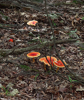 Amanita jacksonii Habitat: Adirondack Mountains -- I'm not sure what the exact location was because we were mountain hiking.

*The Adirondack mountains are located in northeastern New York and contains more than 6 million acres of forests, including mountains, wetlands, and old-growth forests.
https://www.jungledragon.com/image/117693/amanita_jacksonii.html
https://www.jungledragon.com/image/117691/amanita_jacksonii.html
https://www.jungledragon.com/image/117689/amanita_jacksonii.html
https://www.jungledragon.com/image/117690/amanita_jacksonii.html
https://www.jungledragon.com/image/117692/amanita_jacksonii.html Amanita jacksonii,Geotagged,Summer,United States