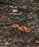 Amanita jacksonii Habitat: Adirondack Mountains -- I'm not sure what the exact location was because we were mountain hiking.<br />
<br />
*The Adirondack mountains are located in northeastern New York and contains more than 6 million acres of forests, including mountains, wetlands, and old-growth forests.<br />
https://www.jungledragon.com/image/117693/amanita_jacksonii.html<br />
https://www.jungledragon.com/image/117691/amanita_jacksonii.html<br />
https://www.jungledragon.com/image/117689/amanita_jacksonii.html<br />
https://www.jungledragon.com/image/117690/amanita_jacksonii.html<br />
https://www.jungledragon.com/image/117692/amanita_jacksonii.html Amanita jacksonii,Geotagged,Summer,United States