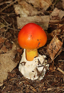 Amanita jacksonii Habitat: Adirondack Mountains -- I'm not sure what the exact location was because we were mountain hiking.

*The Adirondack mountains are located in northeastern New York and contains more than 6 million acres of forests, including mountains, wetlands, and old-growth forests.
https://www.jungledragon.com/image/117693/amanita_jacksonii.html
https://www.jungledragon.com/image/117691/amanita_jacksonii.html
https://www.jungledragon.com/image/117689/amanita_jacksonii.html
https://www.jungledragon.com/image/117690/amanita_jacksonii.html
https://www.jungledragon.com/image/117692/amanita_jacksonii.html Amanita jacksonii,Geotagged,Summer,United States