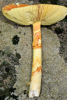 Amanita jacksonii Habitat: Adirondack Mountains -- I'm not sure what the exact location was because we were mountain hiking.

*The Adirondack mountains are located in northeastern New York and contains more than 6 million acres of forests, including mountains, wetlands, and old-growth forests.
https://www.jungledragon.com/image/117693/amanita_jacksonii.html
https://www.jungledragon.com/image/117691/amanita_jacksonii.html
https://www.jungledragon.com/image/117689/amanita_jacksonii.html
https://www.jungledragon.com/image/117690/amanita_jacksonii.html
https://www.jungledragon.com/image/117692/amanita_jacksonii.html Amanita jacksonii,Geotagged,Summer,United States