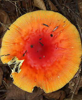 Amanita jacksonii Habitat: Adirondack Mountains -- I'm not sure what the exact location was because we were mountain hiking.

*The Adirondack mountains are located in northeastern New York and contains more than 6 million acres of forests, including mountains, wetlands, and old-growth forests.
https://www.jungledragon.com/image/117693/amanita_jacksonii.html
https://www.jungledragon.com/image/117691/amanita_jacksonii.html
https://www.jungledragon.com/image/117689/amanita_jacksonii.html
https://www.jungledragon.com/image/117690/amanita_jacksonii.html
https://www.jungledragon.com/image/117692/amanita_jacksonii.html Amanita jacksonii,Geotagged,Summer,United States