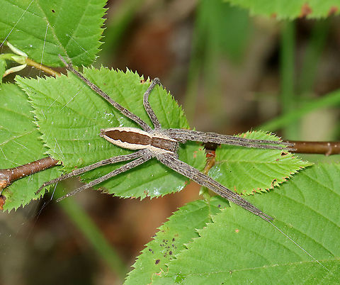 Nursery Web Spider - Pisaurina mira Habitat: Adirondack Mountains -- I'm not sure what the exact location was because we were mountain hiking.

*The Adirondack mountains are located in northeastern New York and contains more than 6 million acres of forests, including mountains, wetlands, and old-growth forests.
 American Nursery Web Spider,Geotagged,Pisaurina,Pisaurina mira,Summer,United States,spider