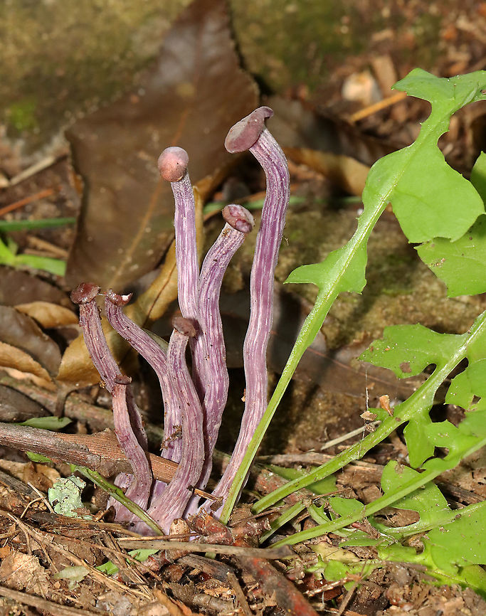 Laccaria amethystina Long, thin stipes with tiny caps -- I&#039;m guessing they were immature.<br />
<br />
Habitat: Adirondack Mountains -- I&#039;m not sure what the exact location was because we were mountain hiking.<br />
<br />
*The Adirondack mountains are located in northeastern New York and contains more than 6 million acres of forests, including mountains, wetlands, and old-growth forests. Amethyst Deceiver,Geotagged,Laccaria,Laccaria amethystina,Summer,United States,fungus,mushrooms