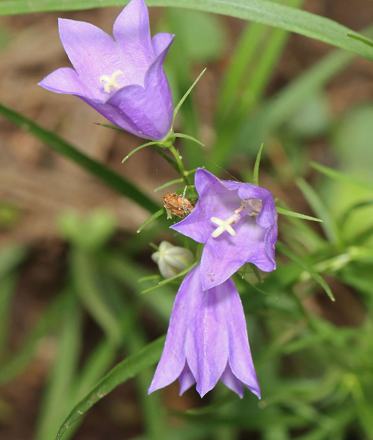 Peach-leaved Bellflower - Campanula persicifolia *Tentative species ID<br />
<br />
Habitat: Growing near the top of a mountain in the Adirondack Mountains -- I'm not sure what the exact location was because we were mountain hiking.<br />
<br />
*The Adirondack mountains are located in northeastern New York and contains more than 6 million acres of forests, including mountains, wetlands, and old-growth forests.<br />
<figure class="photo"><a href="https://www.jungledragon.com/image/117698/peach-leaved_bellflower_-_campanula_persicifolia.html" title="Peach-leaved Bellflower - Campanula persicifolia"><img src="https://s3.amazonaws.com/media.jungledragon.com/images/3232/117698_thumb.jpg?AWSAccessKeyId=05GMT0V3GWVNE7GGM1R2&Expires=1759968010&Signature=hmyMD%2B0zKjzJOe4svIbTc48jOYE%3D" width="130" height="152" alt="Peach-leaved Bellflower - Campanula persicifolia *Tentative species ID<br />
<br />
Habitat: Growing near the top of a mountain in the Adirondack Mountains -- I'm not sure what the exact location was because we were mountain hiking.<br />
<br />
*The Adirondack mountains are located in northeastern New York and contains more than 6 million acres of forests, including mountains, wetlands, and old-growth forests.<br />
https://www.jungledragon.com/image/117698/peach-leaved_bellflower_-_campanula_persicifolia.html<br />
https://www.jungledragon.com/image/117699/peach-leaved_bellflower_-_campanula_persicifolia.html<br />
https://www.jungledragon.com/image/117700/peach-leaved_bellflower_-_campanula_persicifolia.html Campanula persicifolia,Geotagged,Summer,United States" /></a></figure><br />
<figure class="photo"><a href="https://www.jungledragon.com/image/117699/peach-leaved_bellflower_-_campanula_persicifolia.html" title="Peach-leaved Bellflower - Campanula persicifolia"><img src="https://s3.amazonaws.com/media.jungledragon.com/images/3232/117699_thumb.jpg?AWSAccessKeyId=05GMT0V3GWVNE7GGM1R2&Expires=1759968010&Signature=3Krq8svtzDHA85Y2YxFtyfocsfs%3D" width="104" height="152" alt="Peach-leaved Bellflower - Campanula persicifolia *Tentative species ID<br />
<br />
Habitat: Growing near the top of a mountain in the Adirondack Mountains -- I'm not sure what the exact location was because we were mountain hiking.<br />
<br />
*The Adirondack mountains are located in northeastern New York and contains more than 6 million acres of forests, including mountains, wetlands, and old-growth forests.<br />
https://www.jungledragon.com/image/117698/peach-leaved_bellflower_-_campanula_persicifolia.html<br />
https://www.jungledragon.com/image/117699/peach-leaved_bellflower_-_campanula_persicifolia.html<br />
https://www.jungledragon.com/image/117700/peach-leaved_bellflower_-_campanula_persicifolia.html Campanula persicifolia,Geotagged,Summer,United States" /></a></figure><br />
<figure class="photo"><a href="https://www.jungledragon.com/image/117700/peach-leaved_bellflower_-_campanula_persicifolia.html" title="Peach-leaved Bellflower - Campanula persicifolia"><img src="https://s3.amazonaws.com/media.jungledragon.com/images/3232/117700_thumb.jpg?AWSAccessKeyId=05GMT0V3GWVNE7GGM1R2&Expires=1759968010&Signature=mX%2BvSdY60VuIJP6UswErDD4QmQk%3D" width="102" height="152" alt="Peach-leaved Bellflower - Campanula persicifolia *Tentative species ID<br />
<br />
Habitat: Growing near the top of a mountain in the Adirondack Mountains -- I'm not sure what the exact location was because we were mountain hiking.<br />
<br />
*The Adirondack mountains are located in northeastern New York and contains more than 6 million acres of forests, including mountains, wetlands, and old-growth forests.<br />
https://www.jungledragon.com/image/117698/peach-leaved_bellflower_-_campanula_persicifolia.html<br />
https://www.jungledragon.com/image/117699/peach-leaved_bellflower_-_campanula_persicifolia.html<br />
https://www.jungledragon.com/image/117700/peach-leaved_bellflower_-_campanula_persicifolia.html Bellflower,Campanula,Campanula persicifolia,Geotagged,Peach-leaved Bellflower,Summer,United States" /></a></figure> Campanula persicifolia,Geotagged,Summer,United States
