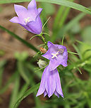 Peach-leaved Bellflower - Campanula persicifolia *Tentative species ID<br />
<br />
Habitat: Growing near the top of a mountain in the Adirondack Mountains -- I'm not sure what the exact location was because we were mountain hiking.<br />
<br />
*The Adirondack mountains are located in northeastern New York and contains more than 6 million acres of forests, including mountains, wetlands, and old-growth forests.<br />
https://www.jungledragon.com/image/117698/peach-leaved_bellflower_-_campanula_persicifolia.html<br />
https://www.jungledragon.com/image/117699/peach-leaved_bellflower_-_campanula_persicifolia.html<br />
https://www.jungledragon.com/image/117700/peach-leaved_bellflower_-_campanula_persicifolia.html Campanula persicifolia,Geotagged,Summer,United States