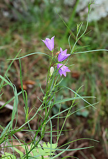 Peach-leaved Bellflower - Campanula persicifolia *Tentative species ID

Habitat: Growing near the top of a mountain in the Adirondack Mountains -- I'm not sure what the exact location was because we were mountain hiking.

*The Adirondack mountains are located in northeastern New York and contains more than 6 million acres of forests, including mountains, wetlands, and old-growth forests.
https://www.jungledragon.com/image/117698/peach-leaved_bellflower_-_campanula_persicifolia.html
https://www.jungledragon.com/image/117699/peach-leaved_bellflower_-_campanula_persicifolia.html
https://www.jungledragon.com/image/117700/peach-leaved_bellflower_-_campanula_persicifolia.html Campanula persicifolia,Geotagged,Summer,United States