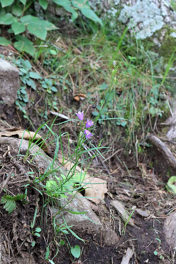 Peach-leaved Bellflower - Campanula persicifolia *Tentative species ID<br />
<br />
Habitat: Growing near the top of a mountain in the Adirondack Mountains -- I'm not sure what the exact location was because we were mountain hiking.<br />
<br />
*The Adirondack mountains are located in northeastern New York and contains more than 6 million acres of forests, including mountains, wetlands, and old-growth forests.<br />
<figure class="photo"><a href="https://www.jungledragon.com/image/117698/peach-leaved_bellflower_-_campanula_persicifolia.html" title="Peach-leaved Bellflower - Campanula persicifolia"><img src="https://s3.amazonaws.com/media.jungledragon.com/images/3232/117698_thumb.jpg?AWSAccessKeyId=05GMT0V3GWVNE7GGM1R2&Expires=1769040010&Signature=mvy2zFtYSa0%2B5ko%2FTRM2Q6BbuyI%3D" width="130" height="152" alt="Peach-leaved Bellflower - Campanula persicifolia *Tentative species ID<br />
<br />
Habitat: Growing near the top of a mountain in the Adirondack Mountains -- I'm not sure what the exact location was because we were mountain hiking.<br />
<br />
*The Adirondack mountains are located in northeastern New York and contains more than 6 million acres of forests, including mountains, wetlands, and old-growth forests.<br />
https://www.jungledragon.com/image/117698/peach-leaved_bellflower_-_campanula_persicifolia.html<br />
https://www.jungledragon.com/image/117699/peach-leaved_bellflower_-_campanula_persicifolia.html<br />
https://www.jungledragon.com/image/117700/peach-leaved_bellflower_-_campanula_persicifolia.html Campanula persicifolia,Geotagged,Summer,United States" /></a></figure><br />
<figure class="photo"><a href="https://www.jungledragon.com/image/117699/peach-leaved_bellflower_-_campanula_persicifolia.html" title="Peach-leaved Bellflower - Campanula persicifolia"><img src="https://s3.amazonaws.com/media.jungledragon.com/images/3232/117699_thumb.jpg?AWSAccessKeyId=05GMT0V3GWVNE7GGM1R2&Expires=1769040010&Signature=jic2uYz2VsbPmh2Spi6zdRdA%2BBo%3D" width="104" height="152" alt="Peach-leaved Bellflower - Campanula persicifolia *Tentative species ID<br />
<br />
Habitat: Growing near the top of a mountain in the Adirondack Mountains -- I'm not sure what the exact location was because we were mountain hiking.<br />
<br />
*The Adirondack mountains are located in northeastern New York and contains more than 6 million acres of forests, including mountains, wetlands, and old-growth forests.<br />
https://www.jungledragon.com/image/117698/peach-leaved_bellflower_-_campanula_persicifolia.html<br />
https://www.jungledragon.com/image/117699/peach-leaved_bellflower_-_campanula_persicifolia.html<br />
https://www.jungledragon.com/image/117700/peach-leaved_bellflower_-_campanula_persicifolia.html Campanula persicifolia,Geotagged,Summer,United States" /></a></figure><br />
<figure class="photo"><a href="https://www.jungledragon.com/image/117700/peach-leaved_bellflower_-_campanula_persicifolia.html" title="Peach-leaved Bellflower - Campanula persicifolia"><img src="https://s3.amazonaws.com/media.jungledragon.com/images/3232/117700_thumb.jpg?AWSAccessKeyId=05GMT0V3GWVNE7GGM1R2&Expires=1769040010&Signature=Ni1RZk5rdOIYdO6mHGqjYaK74sc%3D" width="102" height="152" alt="Peach-leaved Bellflower - Campanula persicifolia *Tentative species ID<br />
<br />
Habitat: Growing near the top of a mountain in the Adirondack Mountains -- I'm not sure what the exact location was because we were mountain hiking.<br />
<br />
*The Adirondack mountains are located in northeastern New York and contains more than 6 million acres of forests, including mountains, wetlands, and old-growth forests.<br />
https://www.jungledragon.com/image/117698/peach-leaved_bellflower_-_campanula_persicifolia.html<br />
https://www.jungledragon.com/image/117699/peach-leaved_bellflower_-_campanula_persicifolia.html<br />
https://www.jungledragon.com/image/117700/peach-leaved_bellflower_-_campanula_persicifolia.html Bellflower,Campanula,Campanula persicifolia,Geotagged,Peach-leaved Bellflower,Summer,United States" /></a></figure> Bellflower,Campanula,Campanula persicifolia,Geotagged,Peach-leaved Bellflower,Summer,United States