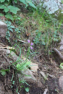 Peach-leaved Bellflower - Campanula persicifolia *Tentative species ID

Habitat: Growing near the top of a mountain in the Adirondack Mountains -- I'm not sure what the exact location was because we were mountain hiking.

*The Adirondack mountains are located in northeastern New York and contains more than 6 million acres of forests, including mountains, wetlands, and old-growth forests.
https://www.jungledragon.com/image/117698/peach-leaved_bellflower_-_campanula_persicifolia.html
https://www.jungledragon.com/image/117699/peach-leaved_bellflower_-_campanula_persicifolia.html
https://www.jungledragon.com/image/117700/peach-leaved_bellflower_-_campanula_persicifolia.html Bellflower,Campanula,Campanula persicifolia,Geotagged,Peach-leaved Bellflower,Summer,United States