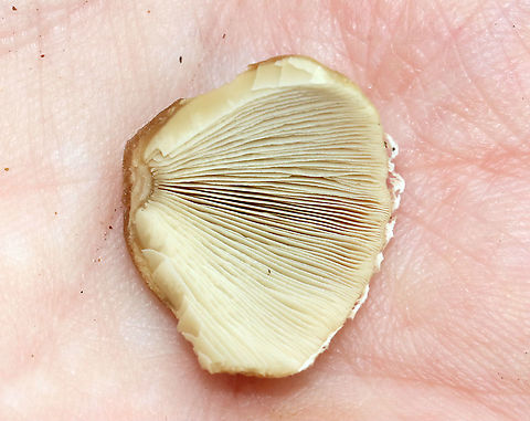 Mushrooms - Psathyrella sp. Habitat: Growing on the ground; mixed forest/mountainside
https://www.jungledragon.com/image/117702/mushrooms_-_agaricales_maybe_coprinellus_or_amanita_sp.html
https://www.jungledragon.com/image/117704/mushrooms_-_agaricales_maybe_coprinellus_or_amanita_sp.html
https://www.jungledragon.com/image/117703/mushrooms_-_agaricales_maybe_coprinellus_or_amanita_sp.html Geotagged,Summer,United States