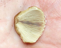Mushrooms - Psathyrella sp. Habitat: Growing on the ground; mixed forest/mountainside<br />
https://www.jungledragon.com/image/117702/mushrooms_-_agaricales_maybe_coprinellus_or_amanita_sp.html<br />
https://www.jungledragon.com/image/117704/mushrooms_-_agaricales_maybe_coprinellus_or_amanita_sp.html<br />
https://www.jungledragon.com/image/117703/mushrooms_-_agaricales_maybe_coprinellus_or_amanita_sp.html Geotagged,Summer,United States