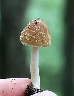 Mushrooms - Psathyrella sp. Habitat: Growing on the ground; mixed forest/mountainside
https://www.jungledragon.com/image/117702/mushrooms_-_agaricales_maybe_coprinellus_or_amanita_sp.html
https://www.jungledragon.com/image/117704/mushrooms_-_agaricales_maybe_coprinellus_or_amanita_sp.html
https://www.jungledragon.com/image/117703/mushrooms_-_agaricales_maybe_coprinellus_or_amanita_sp.html Geotagged,Psathyrella,Summer,United States