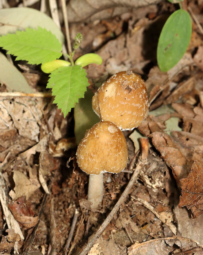 Mushrooms - Psathyrella sp. Habitat: Growing on the ground; mixed forest/mountainside<br />
<figure class="photo"><a href="https://www.jungledragon.com/image/117702/mushrooms_-_psathyrella_sp.html" title="Mushrooms - Psathyrella sp."><img src="https://s3.amazonaws.com/media.jungledragon.com/images/3232/117702_thumb.jpg?AWSAccessKeyId=05GMT0V3GWVNE7GGM1R2&Expires=1759968010&Signature=zgSl202wH9AeNPNHvc1WMcm5ZaM%3D" width="200" height="160" alt="Mushrooms - Psathyrella sp. Habitat: Growing on the ground; mixed forest/mountainside<br />
https://www.jungledragon.com/image/117702/mushrooms_-_agaricales_maybe_coprinellus_or_amanita_sp.html<br />
https://www.jungledragon.com/image/117704/mushrooms_-_agaricales_maybe_coprinellus_or_amanita_sp.html<br />
https://www.jungledragon.com/image/117703/mushrooms_-_agaricales_maybe_coprinellus_or_amanita_sp.html Geotagged,Summer,United States" /></a></figure><br />
<figure class="photo"><a href="https://www.jungledragon.com/image/117704/mushrooms_-_psathyrella_sp.html" title="Mushrooms - Psathyrella sp."><img src="https://s3.amazonaws.com/media.jungledragon.com/images/3232/117704_thumb.jpg?AWSAccessKeyId=05GMT0V3GWVNE7GGM1R2&Expires=1759968010&Signature=PITWE1pVlvAdhOlZtoBPOHYnnYA%3D" width="122" height="152" alt="Mushrooms - Psathyrella sp. Habitat: Growing on the ground; mixed forest/mountainside<br />
https://www.jungledragon.com/image/117702/mushrooms_-_agaricales_maybe_coprinellus_or_amanita_sp.html<br />
https://www.jungledragon.com/image/117704/mushrooms_-_agaricales_maybe_coprinellus_or_amanita_sp.html<br />
https://www.jungledragon.com/image/117703/mushrooms_-_agaricales_maybe_coprinellus_or_amanita_sp.html Agaricales,Geotagged,Summer,United States,fungus,mushroom" /></a></figure><br />
<figure class="photo"><a href="https://www.jungledragon.com/image/117703/mushrooms_-_psathyrella_sp.html" title="Mushrooms - Psathyrella sp."><img src="https://s3.amazonaws.com/media.jungledragon.com/images/3232/117703_thumb.jpg?AWSAccessKeyId=05GMT0V3GWVNE7GGM1R2&Expires=1759968010&Signature=JH6b1X8mup6iTXdszKKA%2Bwtifcs%3D" width="118" height="152" alt="Mushrooms - Psathyrella sp. Habitat: Growing on the ground; mixed forest/mountainside<br />
https://www.jungledragon.com/image/117702/mushrooms_-_agaricales_maybe_coprinellus_or_amanita_sp.html<br />
https://www.jungledragon.com/image/117704/mushrooms_-_agaricales_maybe_coprinellus_or_amanita_sp.html<br />
https://www.jungledragon.com/image/117703/mushrooms_-_agaricales_maybe_coprinellus_or_amanita_sp.html Geotagged,Psathyrella,Summer,United States" /></a></figure> Agaricales,Geotagged,Summer,United States,fungus,mushroom