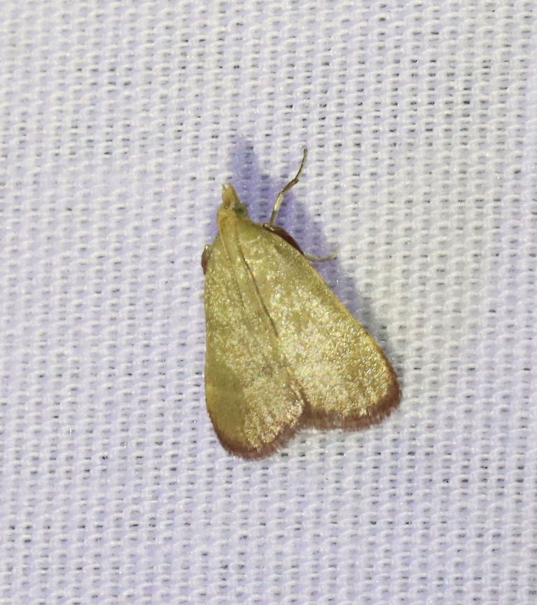 Olive Arta Moth - Arta olivalis?? *Tentative ID because Connecticut is definitely out of range for A. olivalis. <br />
<br />
Habitat: Attracted to an LED light (365 nm) in a semi-rural area.<br />
<br />
2021(114) Arta,Arta olivalis,Geotagged,Olive Arta Moth,Summer,United States,moth