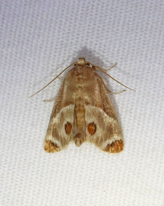 Shagreened Slug Moth - Apoda biguttata TL: ~12 mm. Brownish FW marked with white-edged chestnut patches at apex and anal angle. Hosts: Ironwood, hickory, and oak. Status: Common.<br />
<br />
Habitat: Attracted to a 365 nm LED light in a semi-rural area<br />
<br />
2021(115) Apoda,Apoda biguttata,Geotagged,Shagreened Slug Moth,Summer,United States,moth,slug moth
