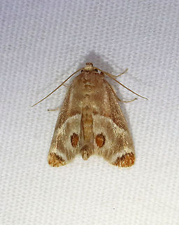 Shagreened Slug Moth - Apoda biguttata TL: ~12 mm. Brownish FW marked with white-edged chestnut patches at apex and anal angle. Hosts: Ironwood, hickory, and oak. Status: Common.

Habitat: Attracted to a 365 nm LED light in a semi-rural area

2021(115) Apoda,Apoda biguttata,Geotagged,Shagreened Slug Moth,Summer,United States,moth,slug moth