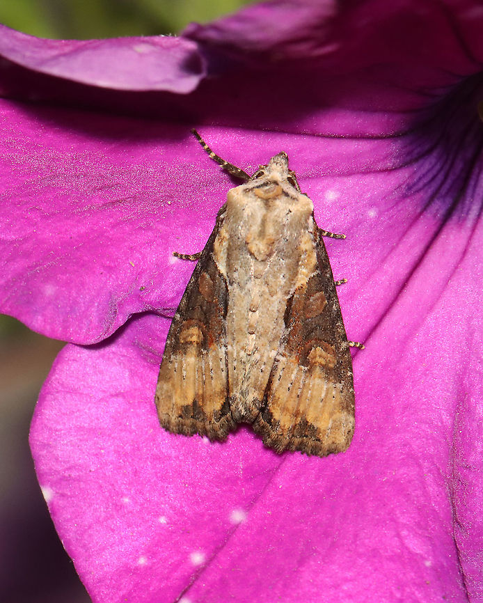 Double Lobed Moth - Lateroligia ophiogramma TL: ~20 mm. FW with chestnut and tan ;ST line is a row of dots. Host: Grass. Status: Uncommon; Introduced from Europe<br />
<br />
Habitat: Attracted to a 365 nm LED light in a semi-rural area<br />
<br />
2021(116) Apamea ophiogramma,Double lobed,Geotagged,Lateroligia,Noctuidae,Summer,United States,moth