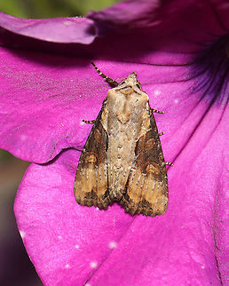 Double Lobed Moth - Lateroligia ophiogramma TL: ~20 mm. FW with chestnut and tan ;ST line is a row of dots. Host: Grass. Status: Uncommon; Introduced from Europe

Habitat: Attracted to a 365 nm LED light in a semi-rural area

2021(116) Apamea ophiogramma,Double lobed,Geotagged,Lateroligia,Noctuidae,Summer,United States,moth