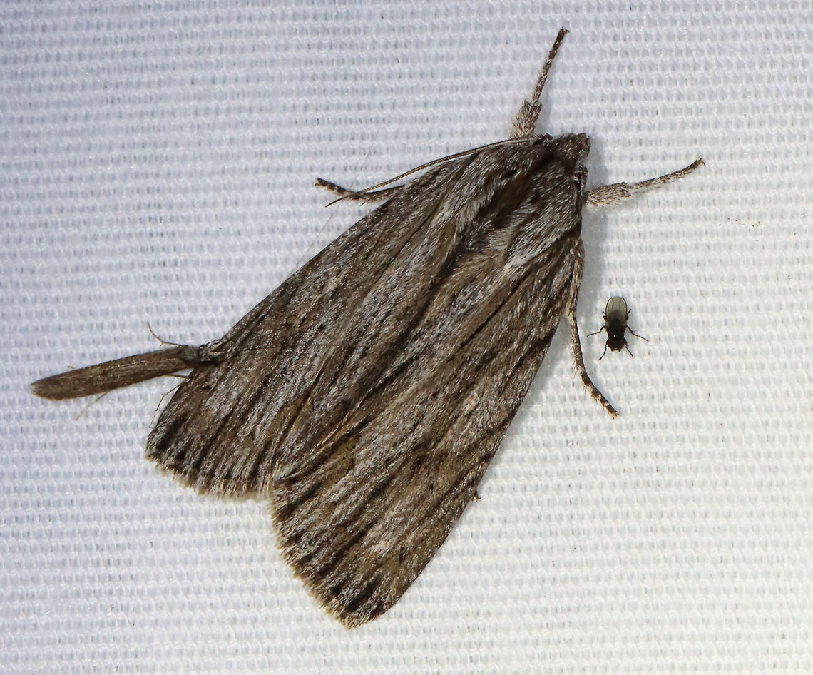 Streaked Dagger - Acronicta lithospila TL: ~20 mm. Gray forewings with light streaks along dark veins. Thin, dark basal and anal dashes. Status: uncommon. Hosts: oak and chestnut<br />
<br />
Habitat: Attracted to a 365 nm LED light in a semi-rural area<br />
<br />
2021(117) Acronicta,Acronicta lithospila,Geotagged,Noctuidae,Streaked dagger moth,Summer,United States,moth